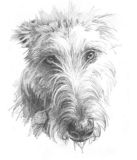 Wolf Hound Pencil Portrait Painting By Mike Theuer Pixels