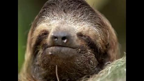 5 Things You Didnt Know About Sloths Youtube