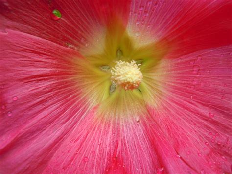 Free Images Blossom Flower Petal Bloom Red Produce Pink Flora