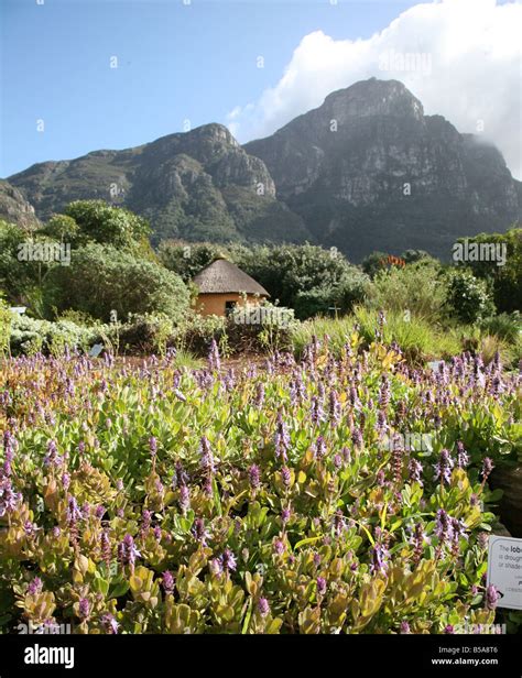 Kirstenbosch National Botanical Gardens Cape Town South Africa With