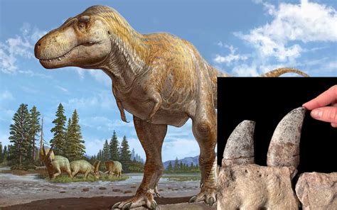 The Evolutionary Journey Of Tyrannosaurus Rex In North America Texas43