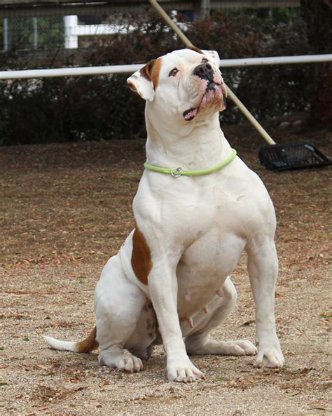 Check out our website for more information! Bybee's American Bulldogs, American Bulldog Puppies ...