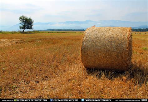 Free Stock Wheat Field Grain Plains Mountains Sky7 By Peterkmiecik On