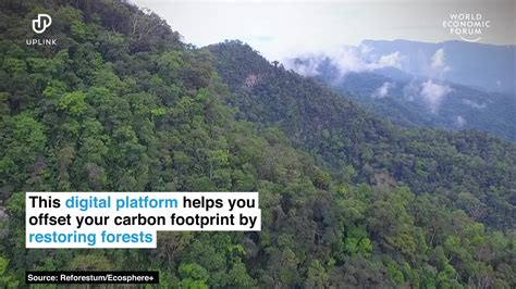 This Digital Platform Helps You Offset Your Carbon Footprint By