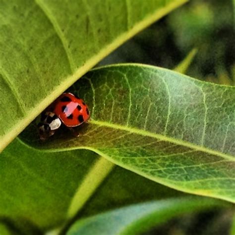 Find do it yourself pest control now at getsearchinfo.com! 66 best images about savannah's ladybugs on Pinterest | Flies away, Flower and Vinyl art