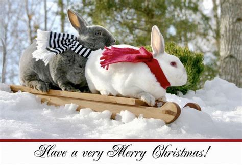 Pin By Trowcliff On Merry Christmas Rabbit Pictures Christmas Bunny