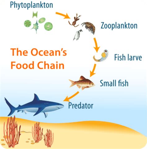 Sep 03, 2020 · tidak ada makhluk lain yang memangsanya, membuat orca berada pada rantai makanan samudra tertinggi. Gambar Rantai Makanan Di Laut / Kumpulan Berbagai Gambar ...