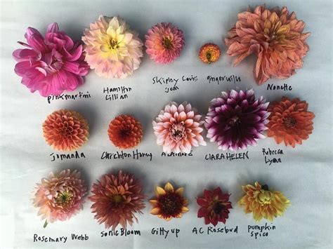 Pages Of The Dahlia Names And Shapes Every Year To Keep
