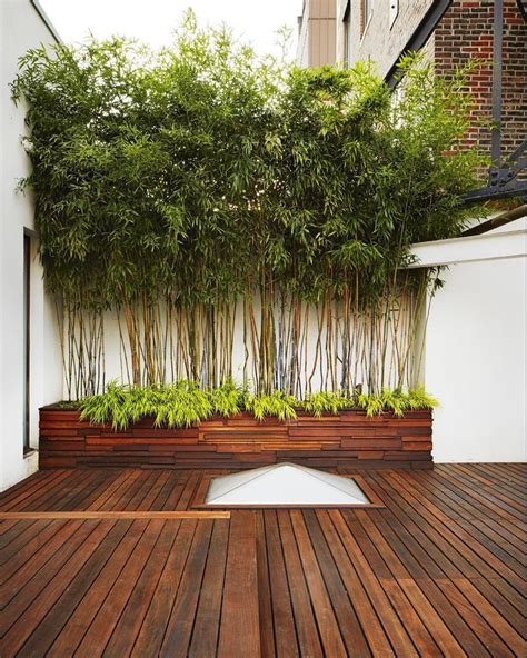 A Gorgeous Idea For Your Garden Why Not Try Planting Dwarf Bamboo And