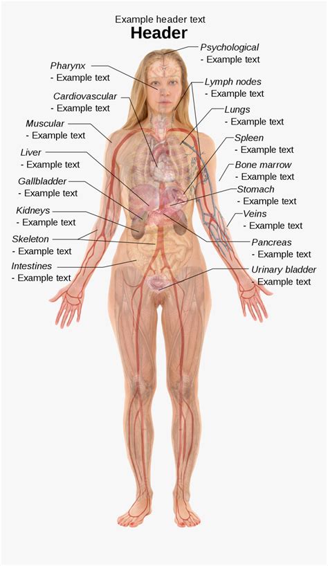 Clip Art Internal Body Parts Woman Human Body Anatomy Hd Png