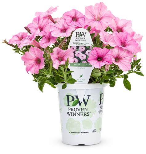 Find a wide variety of proven winners® potted plants including hydrangea we carry a variety of proven winners® plants in bulk or by the pot including customer favorites like anna's magic ball arborvitae, soft serve false. What Makes PROVEN WINNERS® Better? | Four Star Greenhouse