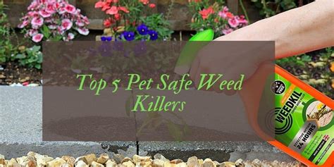 Let's simply call these vinegar weed killer recipes: Uk's 5 Best Pet Friendly Weed Killer Products | November 2020