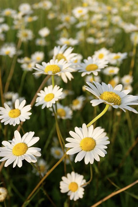 Maybe you would like to learn more about one of these? The Surprising Meanings Behind Your Favorite Flowers ...