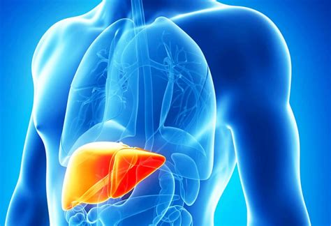 Hepatitis b is the most common serious liver infection in the world. Hepatitis B: alertan que enfermedad puede derivar en ...