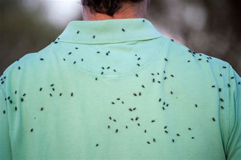 7 Ways To Repel Black Flies Naturally Farmers Almanac