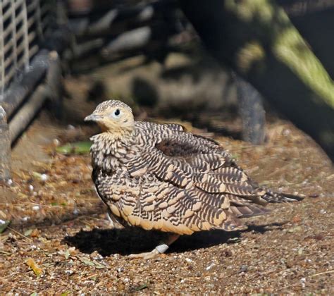 Pictures And Information On Chestnut Bellied Sandgrouse