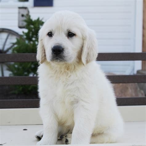 What is the white golden retriever? White Golden Retriever Puppies For Sale - USA |Canada ...
