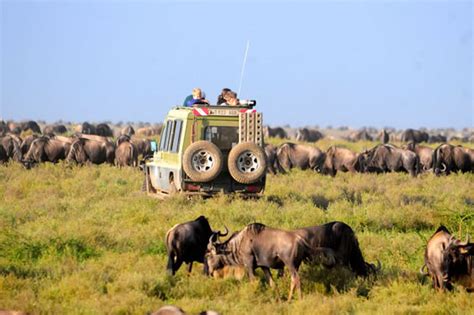 Serengeti National Park Tours Serengeti Safaris Tanzania Safari Tour