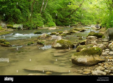 River With Heavily Wooded Riverbanks Stock Photo Alamy