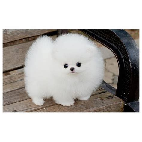 Snow White Pomeranian Puppy Fluffy Dogs Cute Animals Cute Dogs