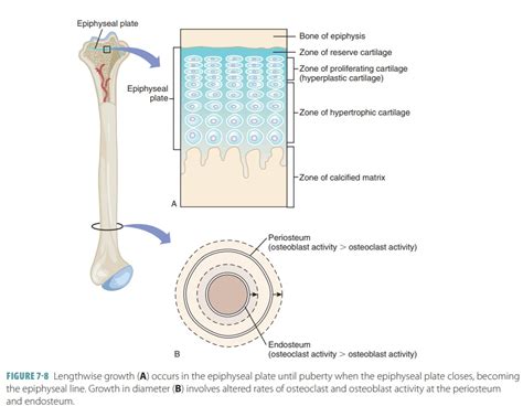 Growth And Development Of Bones