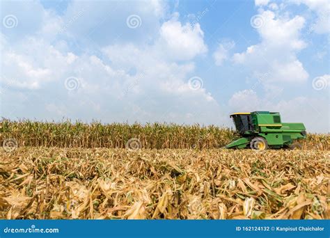 Combine Harvesters Are Working In Corn Fields Harvesting Of Corn Field