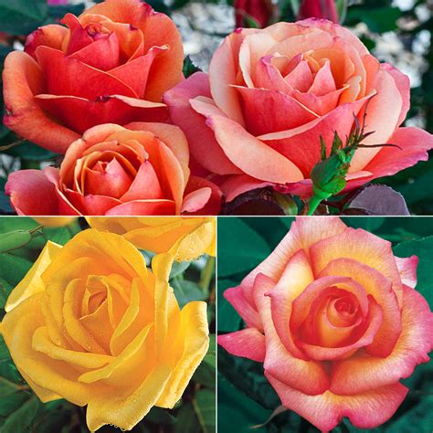 Fragrant Rose Garden Collection 3 Plants Shop Roses Brecks