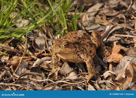 Toad Amphibian During The Spring Stock Image Image Of Vertebrate