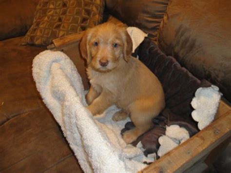 We are also available throughout your dogs life for any questions that may arise. Male Labradoodle Puppies for Sale in Hastings, Michigan ...