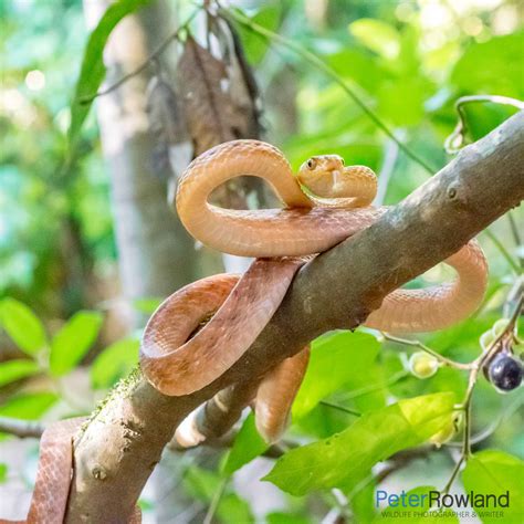 Brown Tree Snake Peter Rowland Photographer And Writer