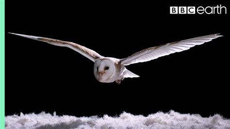 Experiment How Does An Owl Fly So Silently Super Powered Owls BBC