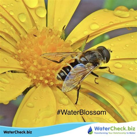 How much does a 5 gallon of water weigh? #EcoMonday Water weighs about 8 pounds a gallon. www ...