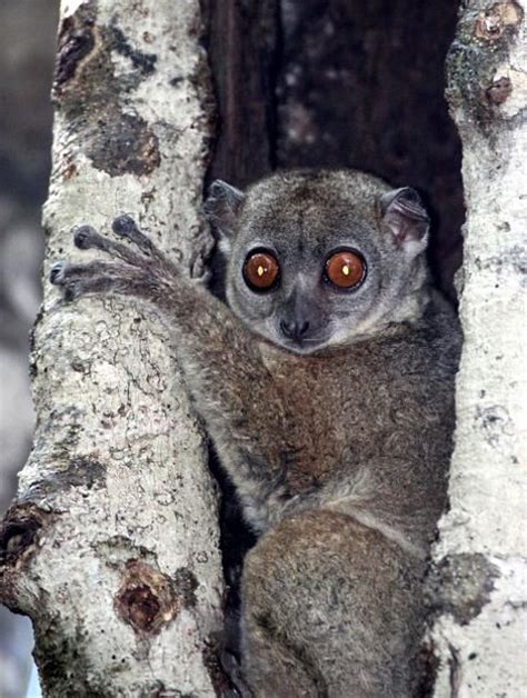 The Northern Sportive Lemur Lepilemur Septentrionalis Is One Of The
