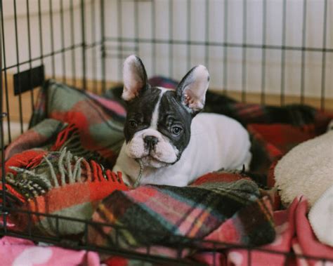 The trick to being able to use your dog's crate during these times is that they are properly trained to use it and, more importantly, love it. Best Tips on Training a Frenchie| UK Pets