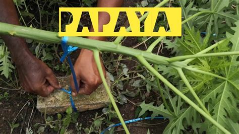 Betik atau nama saintifiknya carica papaya linn dari keluarga caricaceae, dipercayai berasal dari amerika tropika. Cara Putar Pokok Betik Agar Tumbuh Renek Berbuah Rendah ...