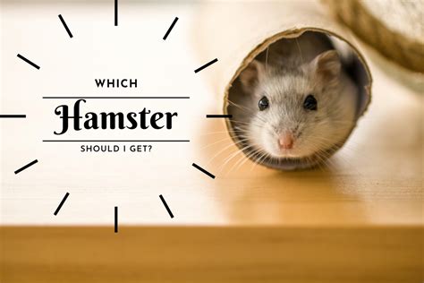 Which Hamster Should I Get Pethelpful