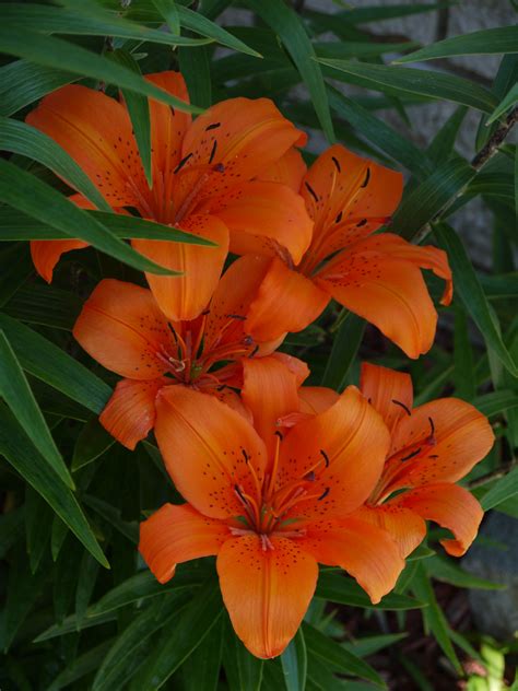 Tiger Lillies Are Early This Year Beautiful Flowers Love Flowers
