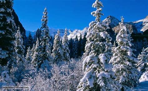 Regiones Naturales Taiga Alaska Bristlecone Pine Animal Adaptations