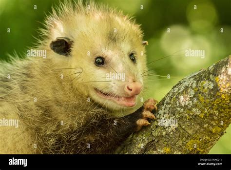 Opossum Close Up High Resolution Stock Photography And Images Alamy