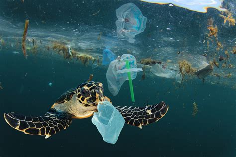 Plastic Pollution And Sea Turtle Underwater The Mailing Room