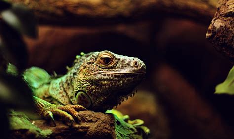 Free Images Nature Wildlife Green Scale Iguana Fauna Lizard