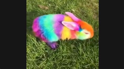 Rainbow Rabbit 🐰 Youtube
