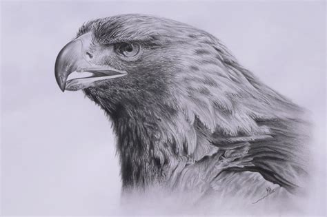 Dibujos De Aguilas Volando A Lapiz Artes Mixtas Dibujo Lápiz Creyón