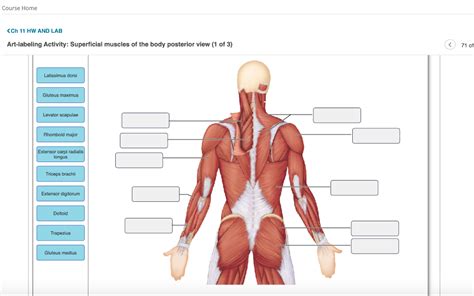 Solved Art Labeling Activity Superficial Muscles Of The Chegg Com