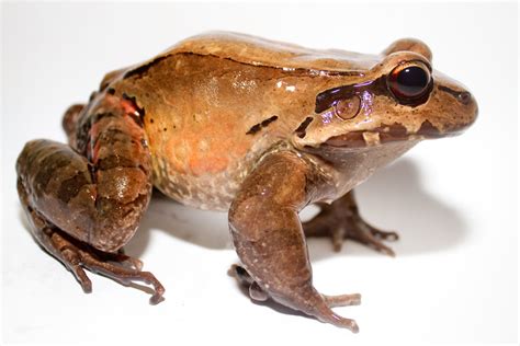 Amazon Rainforest Frogs Photos And Info
