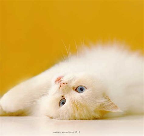 Animals Cats And Cute Image 551643 On