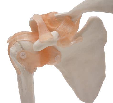 Anatomy Model Human Shoulder Joint Bones Anatomical Joint Model