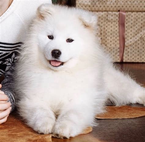 Samoyed Dog For Sale In The City Of Москва Russian Federation Price