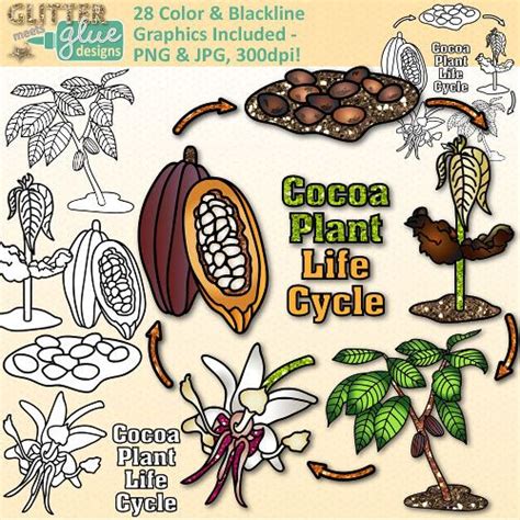 Cocoa Plant Life Cycle Clip Art Science Lifecycle Cocoaplant Cacao