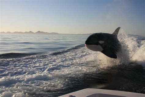 Orcas Surf In The Wake Of A Fishing Boat Off The Coast Of Loreto Baja